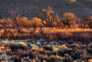 Morning Light, Great Basin Sagebrush, Cottonwoods, and Willows