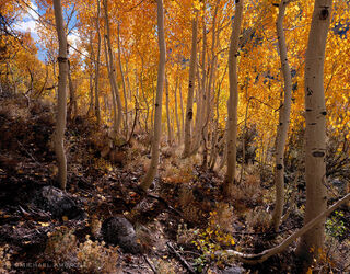 Aspen Trunks, golden with autumn foliage, thrive in the Eastern Sierra of California.