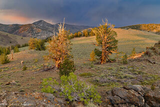 Ancient Bristlecone trees in sunset light on the White Mountains in the Eastern Sierra of California.
