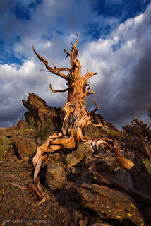 Towering ancient Bristlecone pine tree in the White Mountains, California.