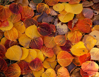 Fallen Aspen leaves in bright autumn colors adorn the forest floor in the Mono Basin near Mono Lake, California.