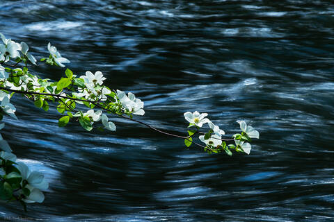 White dogwood flowers hover over the Merced river in Yosemite national park.