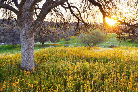 A morning sunburst with an oak tree and golden flowers.