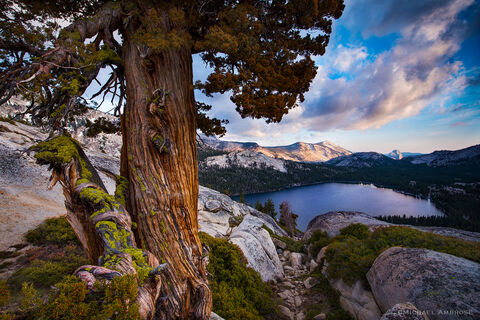 Tenaya Lake and Juniper tree guard the high country of Yosemite National Park at sunset.
