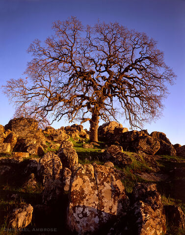 Brilliant golden light warms a wintertime oak tree and lichen coated rock in the Sierra Nevada foothills of California.