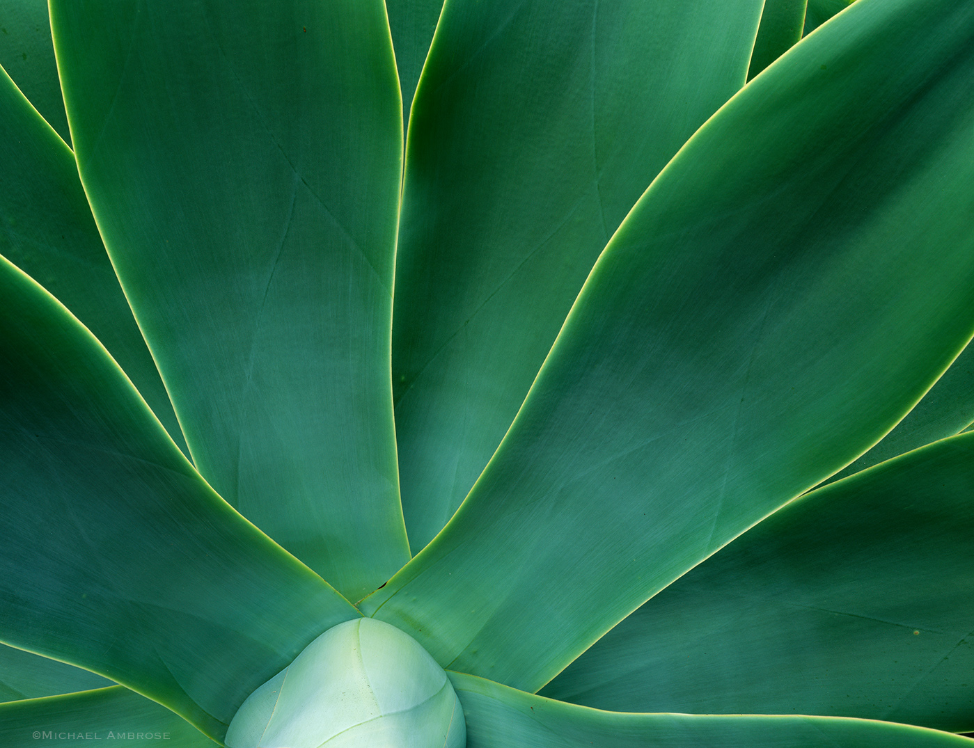 The Blue Agave plant fells like a quintessential Southern California staple.