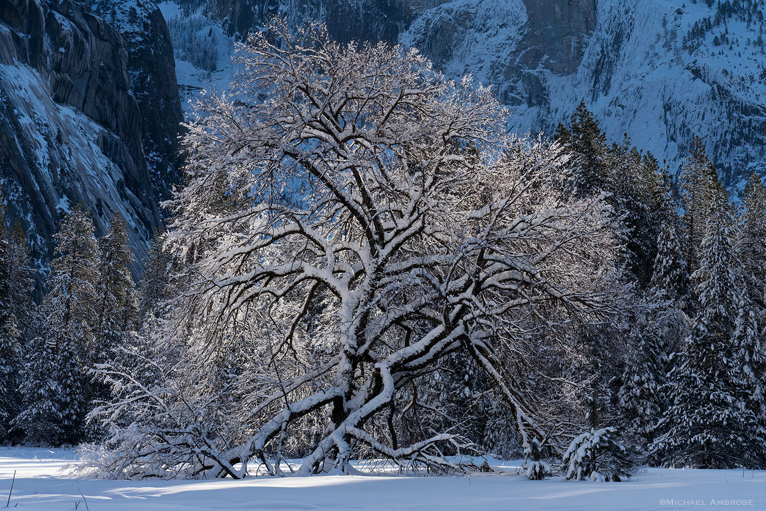 Winter's snow coast Yosemite Valley and the famous Elm tree also photographed by Ansel Adams.