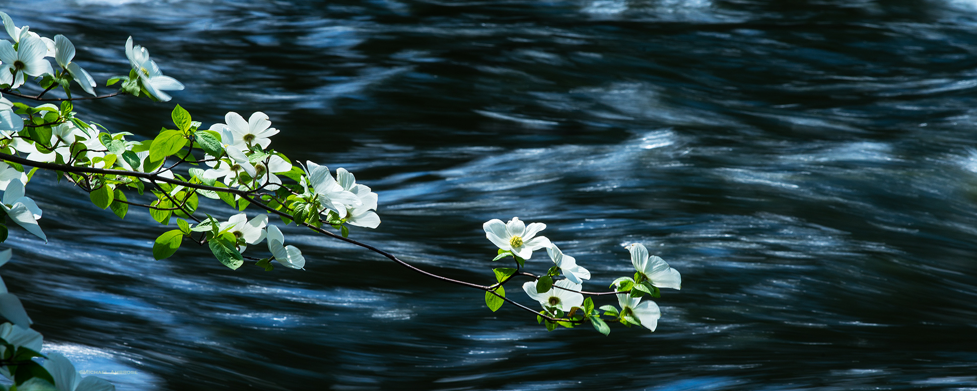 I had spent all day making photographs of the Dogwood bloom along the Merced River, but did not expect this wonderful painterly...
