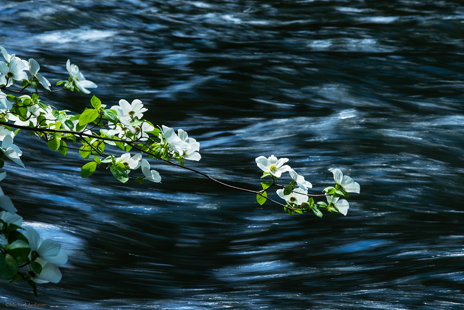 White dogwood flowers hover over the Merced river in Yosemite national park.