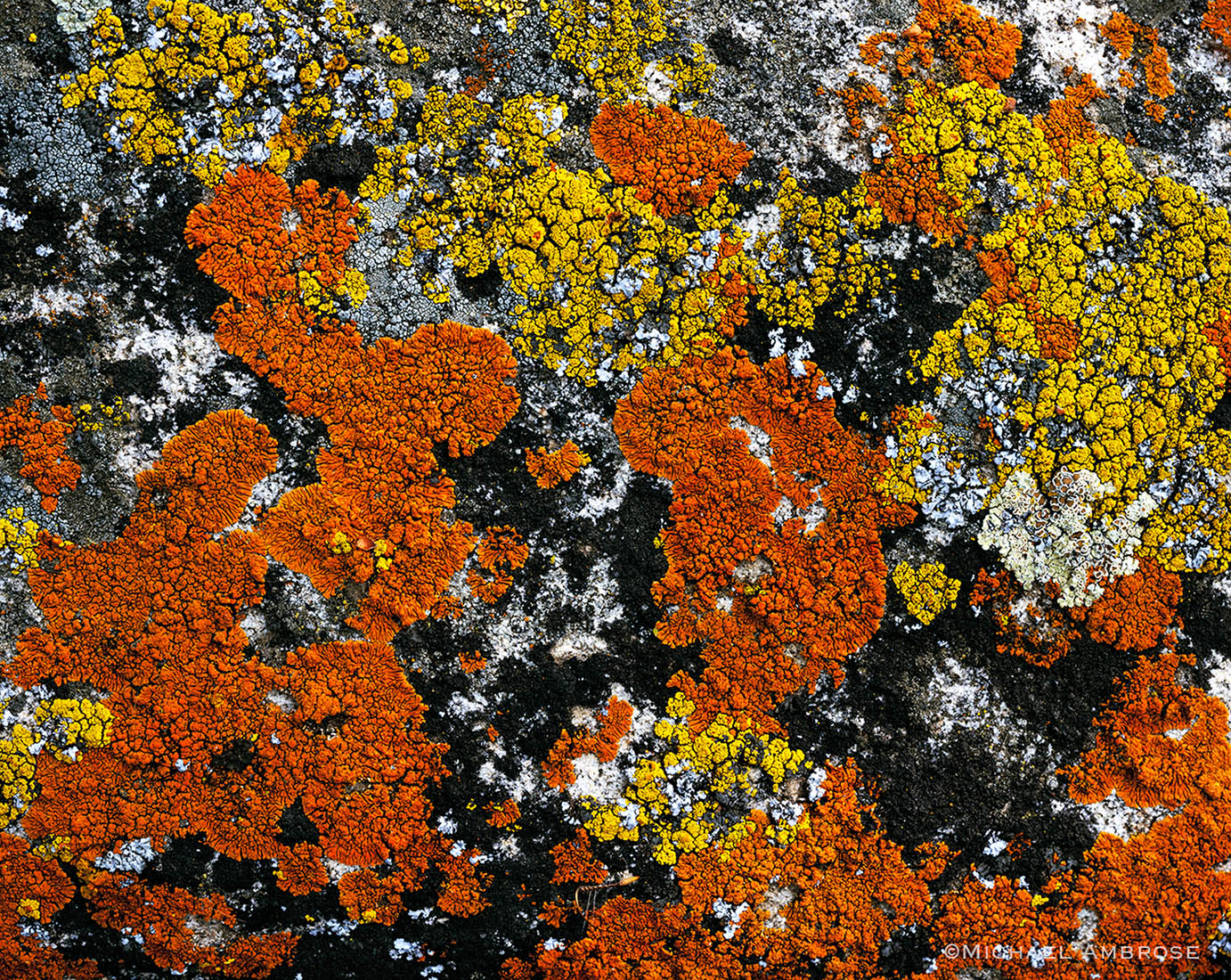Slow growing and very old lichen has formed a permanent bond with this California granite in the Sierra Nevada Foothills near Yosemite.