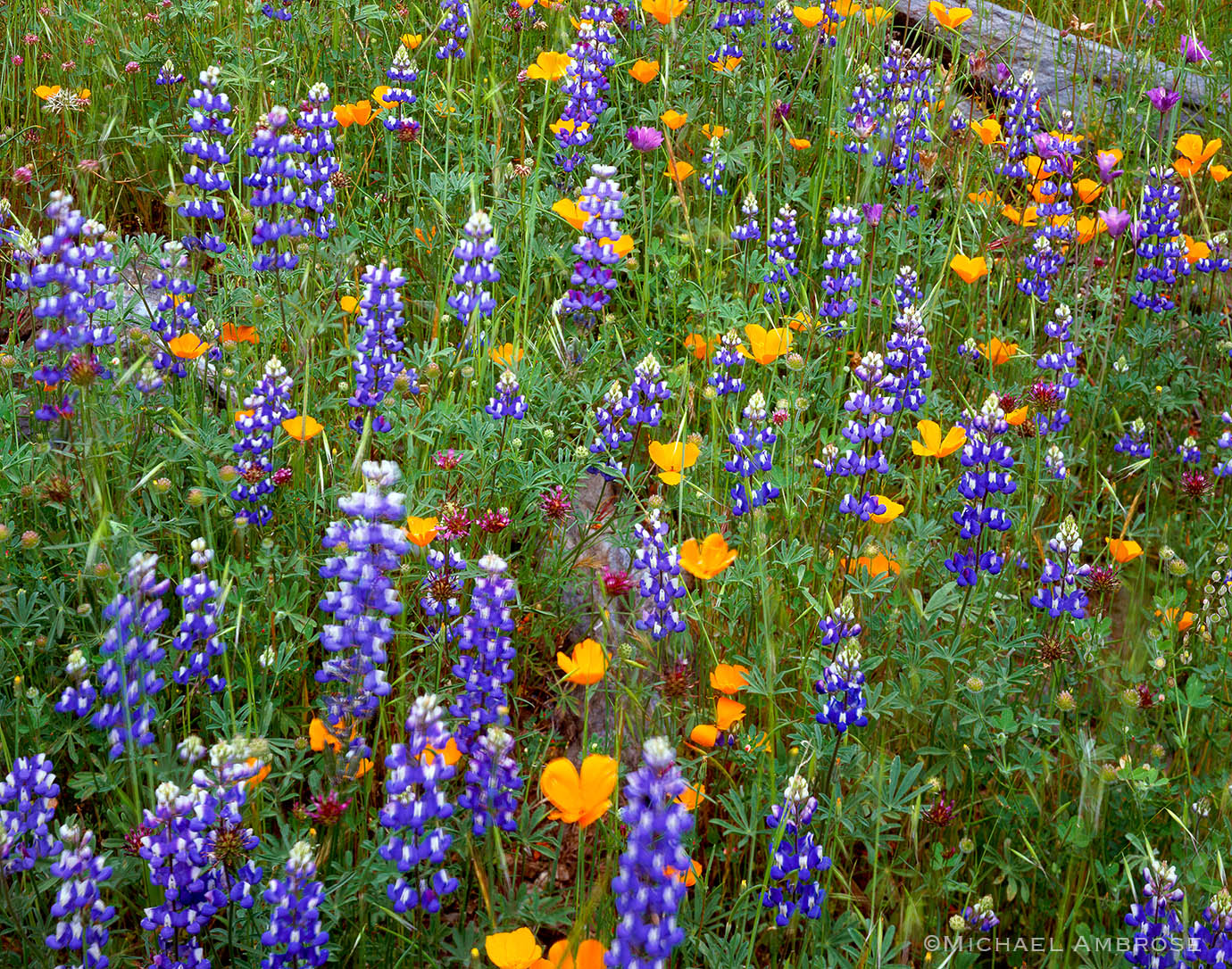 Lupin and other California wildflowers celebrate spring near Yosemite in the California foothills.