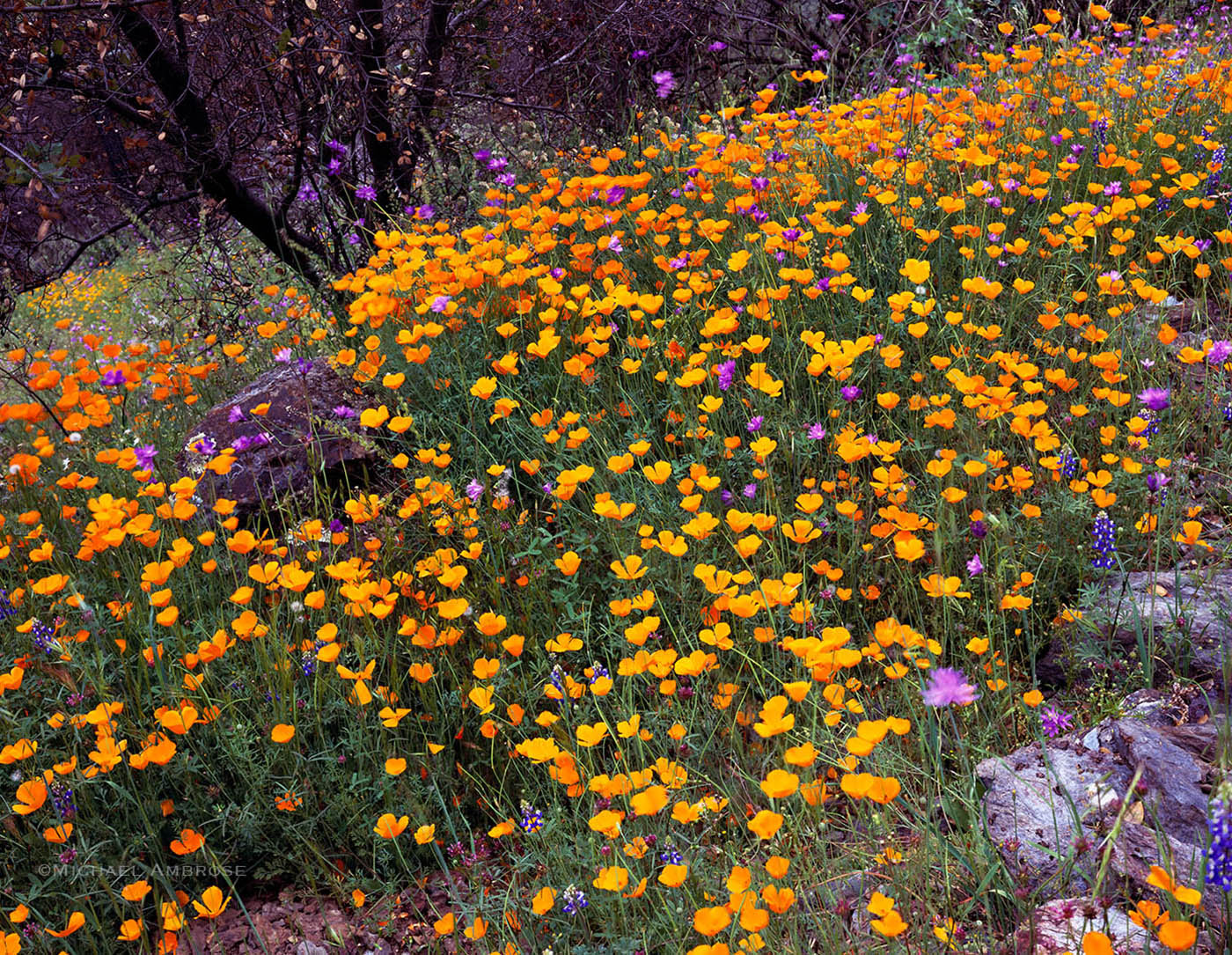 Poppies and Wildflowers rewarded my steep hike in the Merced River Canyon near Yosemite National Park, California.