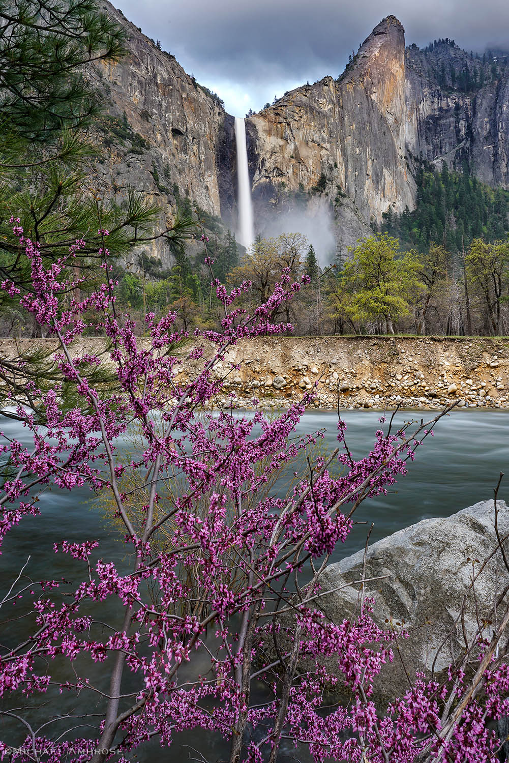 Bridalveil Fall of Yosemite Valley rushes full into the Merced River lined with blooming redbuds.