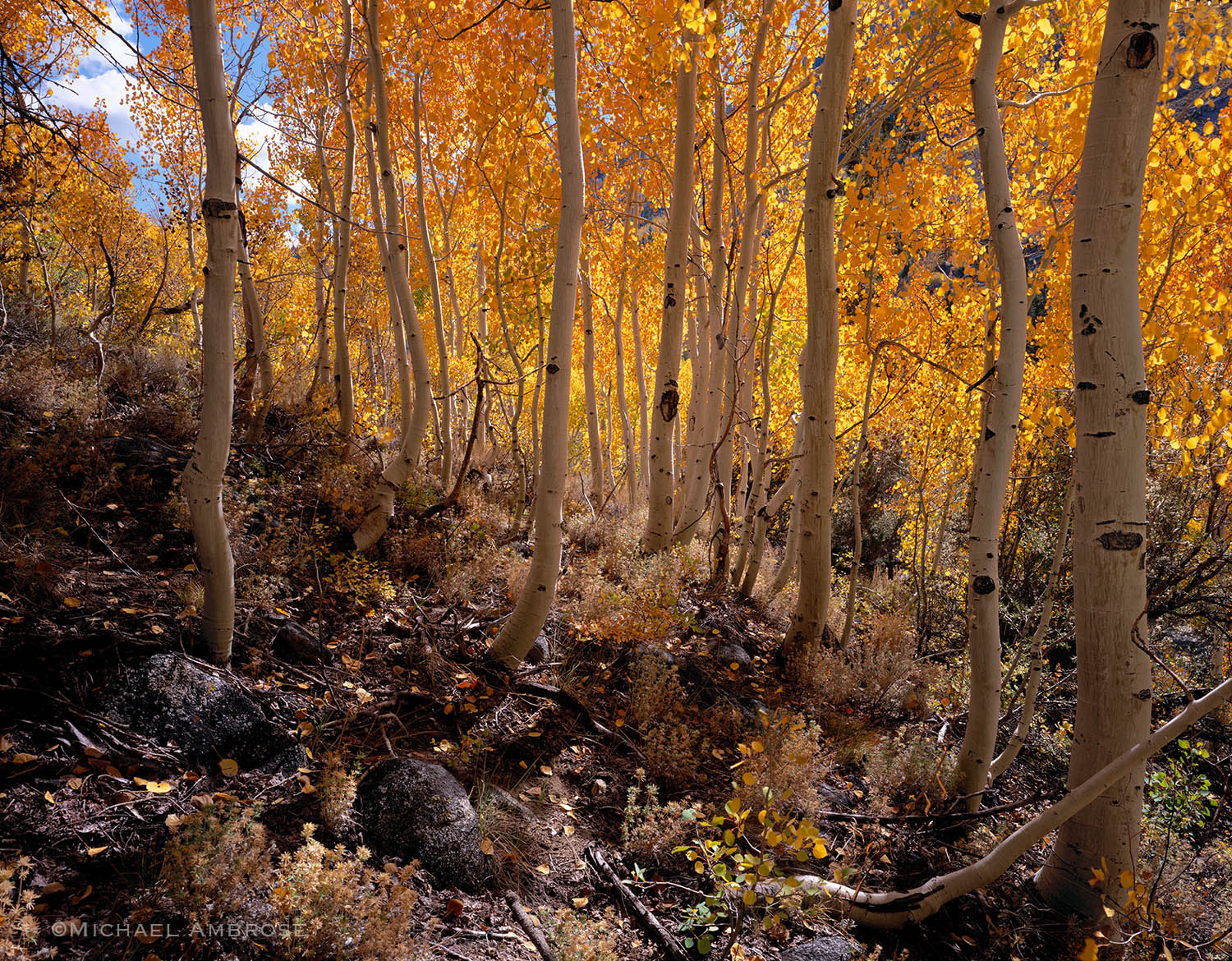 Aspen Trunks, golden with autumn foliage, thrive in the Eastern Sierra of California.