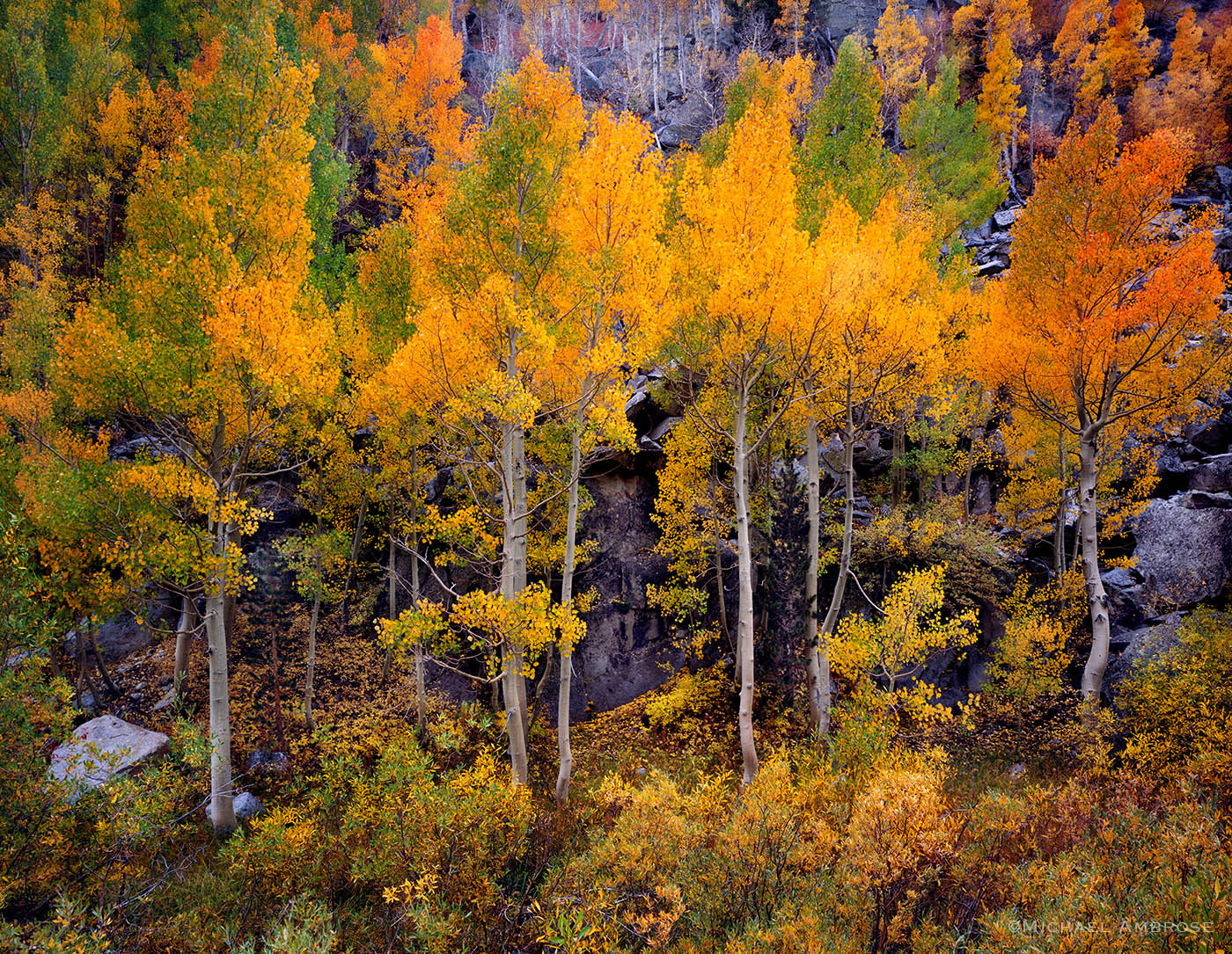 Fall Color Quaking Aspens