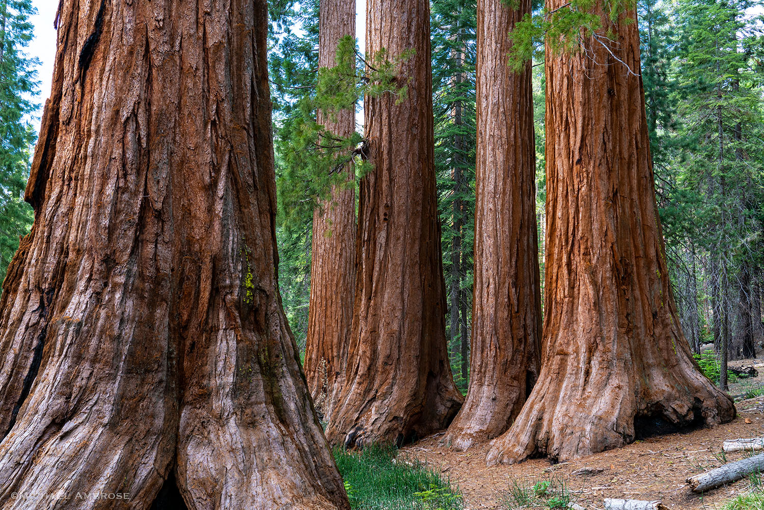 In Mariposa Grove of Sequoias, the Bachelor and three Graces are an easy walk on the Yosemite National Park Trail.