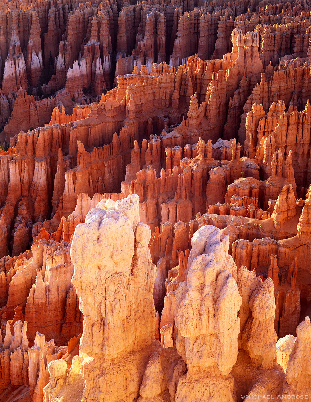 Bryce Canyon hoodoos glow in morning light in Bryce Canyon National Park, Utah.