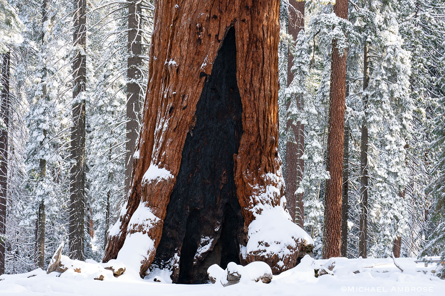 Snow on Mariposa Grove's Sequoia tree named the Grizzly Giant, in Yosemite National Park.