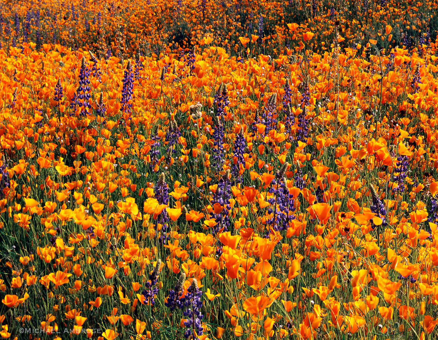 Golden poppies and purple lupine carpet the landscape in Three Rivers, California during Spring.