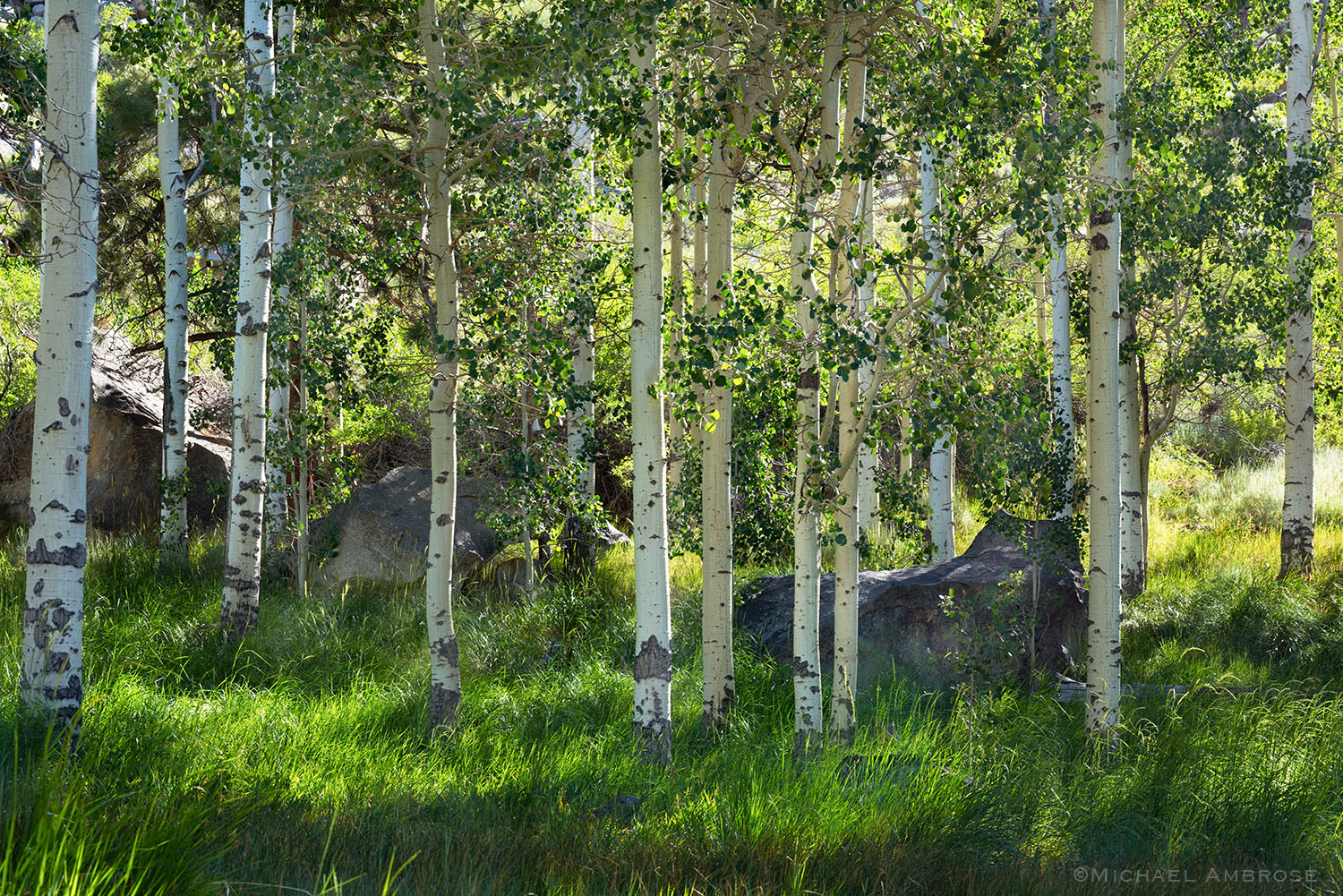Springtime in the Eastern Sierra can be lush and green like this scene in the Mono Basin.